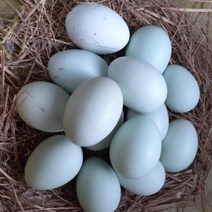 강원고성 청계농장 자연방사 청란 (중란 40구) 유정란 청계알 계란 무항생제 난각1번, 식용(중란) 40구