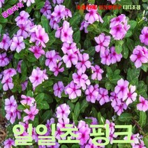 팝플라워 일일초 핑크 씨앗 200립