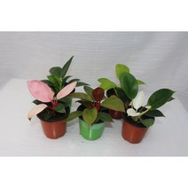 [골든플랜트] 콩고 5종 SET 화이트 핑크 그린 버킨 실내공기정화식물 플랜테리어 필로덴드론 키우기쉬운식물 식물키우기 수입식물, 1개