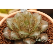 하월시아 옵투사 공기정화식물 화분 선물 개업선물 집들이 입사 선물, 3_이태리 토분D11(토분 받침 포함), 15_그린볼(대)