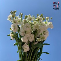 (로라네팜) 스토크 (4컬러) 생화꽃다발 농장직송 생화택배, 핑크