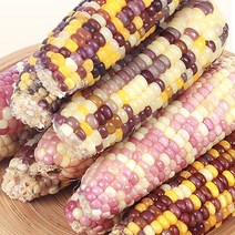 찰옥수수 알록이 미백 절단 냉동 삶은 옥수수, 15개