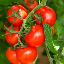 영화청과 특급 방울토마토 1.5kg 즙 요리 재배 주스 보관법 못난이 당도