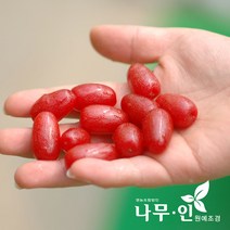 [나무인] 왕보리수나무 결실주 지름2cm, 1개