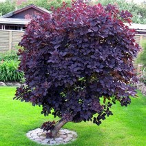 리서스원예 자엽안개나무 로얄퍼플 스모크트리 묘목 삽목2년 특묘, 자엽안개 삽목2년 특묘