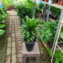 50~70cm 149 드라세나 콤팩타 콤펙타 중대품