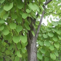 계수나무/실생2년(10주묶음)/묘목/k1078