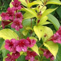 목하원예조경 병꽃나무 묘목 (황금병꽃) 50cm전후