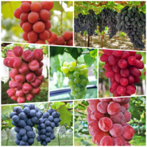 포도나무 신품종 1년생 묘목 모음 택1 접목 삽목 과실수 재배, 샤인머스켓(접목)-포트, 1개