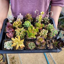 랜덤다육이 5개 10개 튼튼한 다육식물세트, 랜덤다육이 10개 식물만 + 흙 2봉지
