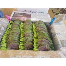 도레미마켓 밀양깻잎 찹찹이 500g 산지직송 전문농장 당일수확, 깻잎1.5kg, 1개