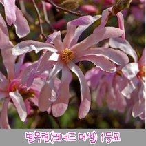 충주원예조경 별목련(레너드 머셀) 1등묘, 주