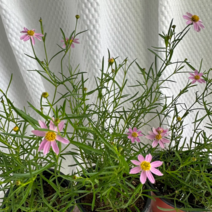 물빔 분홍 숙근코스모스 3+1