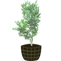 4년생 레드향 묘목 제주도 직발송 행운을가져오는나무, 3년생 사세보 묘목 제주도 직발