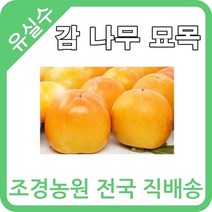 대한조경농원 감 나무 묘목 (1년생 5주묶음) [대봉 왕대봉 둥시 차량 단감 태추 청도반시], 차량단감