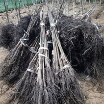 호두나무 2년생 묘목 1주 키움원예 조경수 묘목, 쿠T 본상품선택