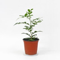 마이플랜트 [마이플랜트]오렌지자스민 키우기 공기정화식물 관엽 인테리어 식물, 단품없음