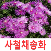 (성실G)사철채송화(송엽국)모종(포트) 15개