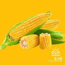 초당옥수수 특품 설탕 옥수수 5개 10개 20개, 상세페이지 참조2, 5개 1BOX
