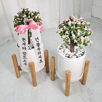 한진택배발송 중형 화분세트 + 우드스탠드 + 리본글씨 + 식물가이드 은행목 금전수 스투키 몬스테라 고무나무 개업화분 실내공기정화식물 원형 화이트, 04.은행목(42cm)우드스탠드