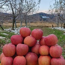 (신사와장터)안동 햇부사사과 가정용(흠과 기스과)5kg, 가정용(흠과 기스과)5kg중대과혼합(17과내외), 1개