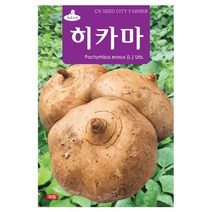 히카마 씨앗 50립