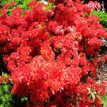 [영산홍] 10주묶음 키40센티