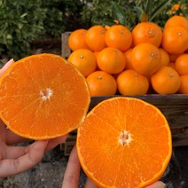 최고당도 15brix 제주 천혜향 로얄과 3kg / 4.5kg / 10kg, 10kg 중소과