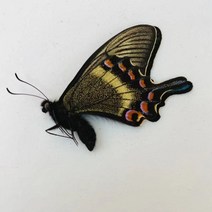 오리지널 나비 진짜 표본 날개 펴지 않은 곤충 나비목 과학 교육 수제 DIY 홈장식 홈데코 동상, 6