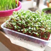 수경새싹재배기 새싹채소키우기 씨앗 보리싹 밀싹 브로콜리 키우기, 25.새싹귀리 - 1kg
