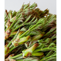 고향 향긋한 봄나물 국내산 두릅 참두릅 500g 1kg