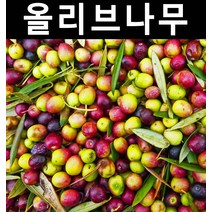 올리브(아르베키나/자가수정) 10cm포트 3개/나무 묘목/과실수/유실수
