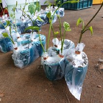 하늘마 우주마 열매마 둥근마 모종 5주(특)