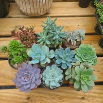 샘물다육 중품다육 10 종 랜덤발송 공기정화식물 다육세트, 10개 1세트