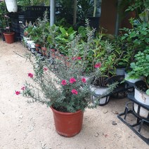 호주매화(최상급), 1개