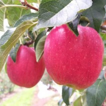 삼척원더풀사과 10kg 48-56내외 덕풍계곡 청옥산 댓재사과, 상세페이지 참조