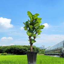 그린테리어 떡갈고무나무 가지 120cm, 블랙(우레탄 바퀴), 1개
