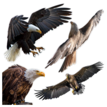 야생 조류 충돌 방지 보호 방음벽 투명 유리 창문 설치 부착 대형 독수리 맹금류 매 실사 시트 테이프 C, A