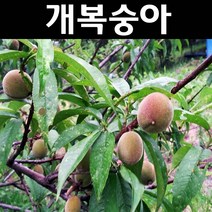 개복숭아 R3cm 개화주(분) 나무 묘목 1개/유실수/과수
