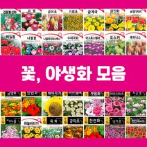 꽃씨 씨앗 제라늄 물망초 연꽃 백일홍 구절초 수레국화 버베나 다알리아 천일홍 핑크메밀 키우기, 20.만수국