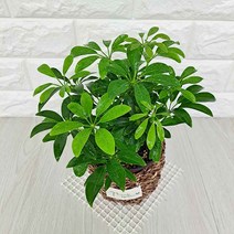 홍콩야자(소) 키우기 쉬운 실내 화초 식물 바구니별도, 단품