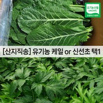 유기농 케일 / 신선초 1kg(녹즙용 주스용 스무디용 샐러드용 녹즙재료), 신선초 1kg