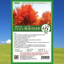 복자기 단풍나무 씨앗 단풍나무 씨 종자 20g, 1개