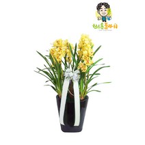 심비디움 노랑 서양란 개업 승진 축하화분 인테리어화분 서양난, 서양란 - 심비디움 노랑(고급형), 지방 구 단위 지역(배송비 1만원 추가)