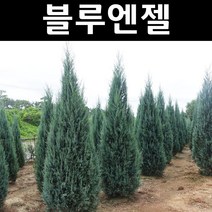 블루엔젤 삽목1년(특) 뿌리 3개/나무 묘목/상록수/조경용