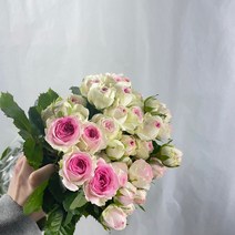 [파버카스텔젤라토] [꽃 마실] 젤라토 미니 장미 한다발 생화