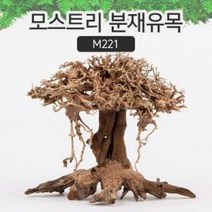 모스트리 분재유목M M221