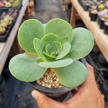 [이천다육] 그라노비아기간티아 다육식물 랜덤발송, 1개