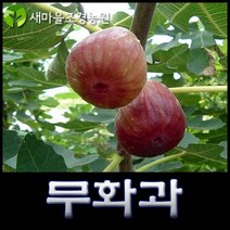 무화과나무 무화과나무묘목 유실수 약나무 과일나무, 1개