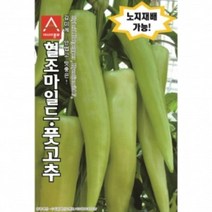보람농자재 고도몰 고추씨앗종자 혈조마일드(10립 100립), 100립